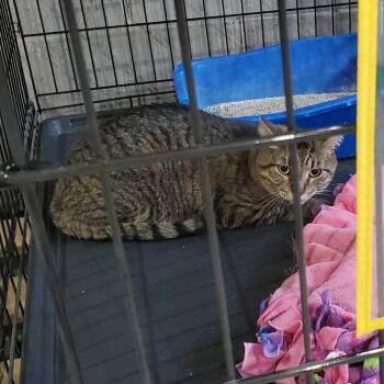 JuJu -  Domestic Short Hair Cat for Adoption in Mondovi, Wisconsin - JuJu | PetCurious