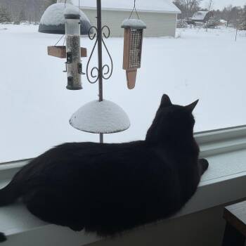 Mitten -  Domestic Short Hair Cat Available for Adoption in Traverse City, Michigan - Mitten | PetCurious