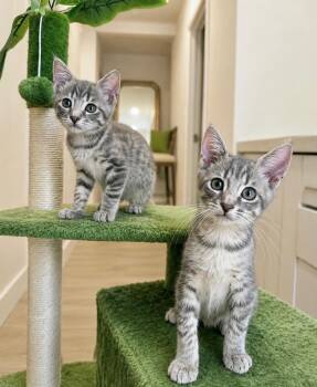 Harbor and Harp -  Domestic Short Hair Cat for Adoption in Miami, Florida - Harbor And Harp | PetCurious