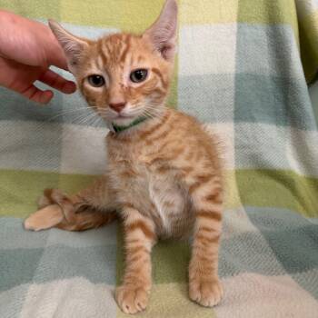 Morris -  Domestic Short Hair Cat for Adoption in West Point, Mississippi - Morris | PetCurious