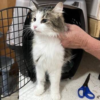 Domestic Long Hair and Domestic Short Hair Cats Available for Adoption in Cincinnati, Ohio - Sailor | PetCurious