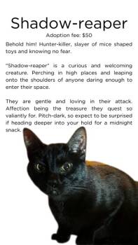 Rescue Domestic Short Hair Cats for Adoption in Springfield, Illinois - Shadow Reaper | PetCurious