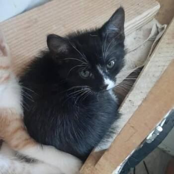 Domestic Short Hair Cats Available for Adoption in Flagstaff, Arizona - Aspen | PetCurious