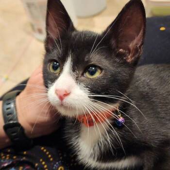 Pepper -  Domestic Short Hair Cat for Adoption in Villa Park, California - Pepper | PetCurious