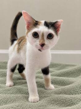 Firefly -  Domestic Short Hair and Calico Cat for Adoption in Greensboro, North Carolina - Firefly | PetCurious