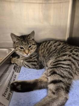 Domestic Short Hair Cats Available for Adoption - RAPTOR | PetCurious