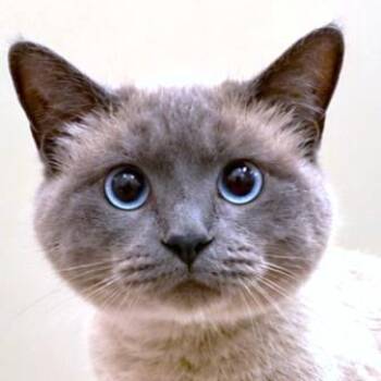 PADFOOT - BLUE POINT SIAMESE WONDER -  Siamese Cat for Adoption in Oakwood, Georgia - PADFOOT - BLUE POINT SIAMESE WONDER | PetCurious