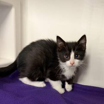 Guava -  Domestic Short Hair Cat for Adoption in Watertown, New York - Guava | PetCurious