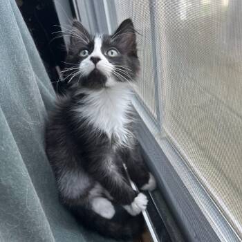 Soup -  Domestic Medium Hair Cat for Adoption in Naperville, Illinois - Soup | PetCurious