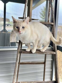 Domestic Short Hair and Siamese Cats Available for Adoption - Bart | PetCurious
