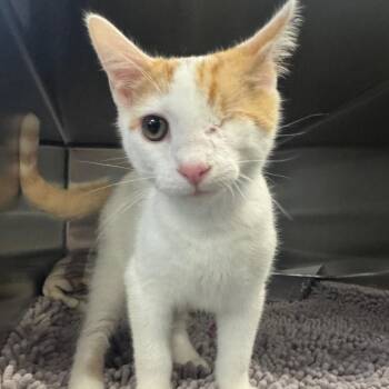 Boogie Board -  Domestic Short Hair Cat for Adoption in Charlottesville, Virginia - Boogie Board | PetCurious