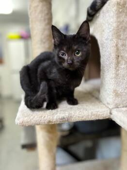 Rescue Domestic Short Hair Cats for Adoption in ABRAHAM BALDWIN COLLEGE, Georgia - Cupcake | PetCurious