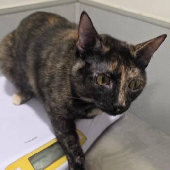 Luna Mittens -  Domestic Short Hair Cat for Adoption in Tampa, Florida - Luna Mittens | PetCurious