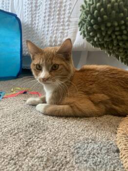 Rescue Domestic Short Hair Cats for Adoption in Jemez Pueblo, New Mexico - Ginger | PetCurious