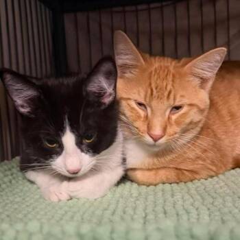 Velma -  Domestic Short Hair Cat for Adoption - Velma | PetCurious