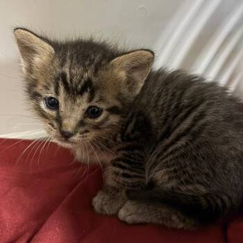 Olivia -  Domestic Short Hair Cat for Adoption in Chattanooga, Tennessee - Olivia | PetCurious