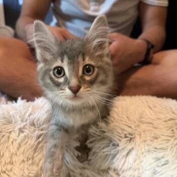 Astra -  Domestic Long Hair Cat for Adoption in San Antonio, Texas - Astra | PetCurious