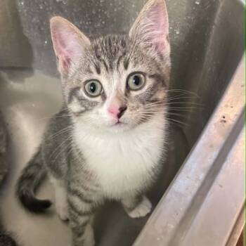 Rick - Playful & Affectionate -  Domestic Short Hair Cat for Adoption in Hamilton, Ontario - Rick - Playful & Affectionate | PetCurious