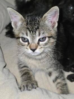 Prince Tabitha -  Tabby Cat for Adoption in San Antonio, Texas - Prince Tabitha | PetCurious