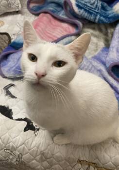 Rescue Domestic Short Hair Cats for Adoption in Greenwich Township, New Jersey - Snowy | PetCurious