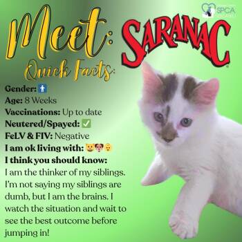 Domestic Short Hair Cats Available for Adoption in Fulton, New York - Saranac | PetCurious