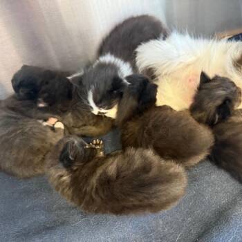 Jerry Springer -  Domestic Long Hair Cat Available for Adoption in Madisonville, Tennessee - Jerry Springer | PetCurious