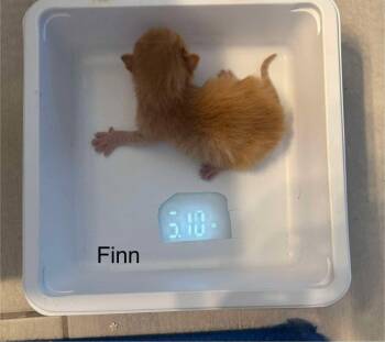 Finn -  Domestic Short Hair Cat for Adoption in St. George, Utah - Finn | PetCurious
