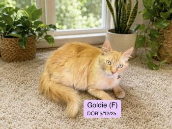 Domestic Medium Hair and Tabby Cats Available for Adoption in Vacaville, California - Goldie | PetCurious