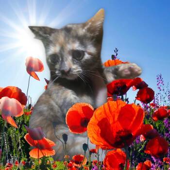 Beautiful Nimue -  Domestic Short Hair Cat for Adoption in Elizabeth, Pennsylvania - Beautiful Nimue | PetCurious