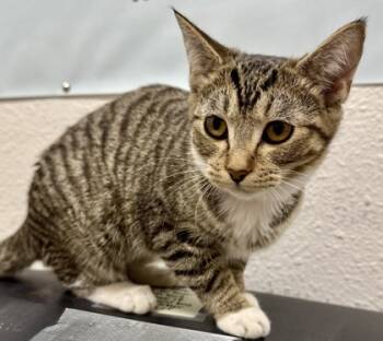 Rescue Domestic Short Hair Cats for Adoption in Grapevine, Texas - Bretta | PetCurious