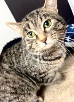 Domestic Short Hair Cats Available for Adoption - Gristle | PetCurious