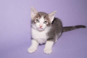 Domestic Short Hair Cats Available for Adoption in Santa Monica, California - COTTAGE CHEESE | PetCurious