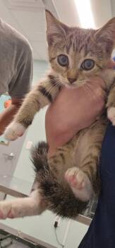Heidi -  Domestic Short Hair Cat for Adoption in Athens, Tennessee - Heidi | PetCurious