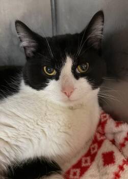 Domestic Short Hair Cats Available for Adoption - Catrick Swayzee | PetCurious