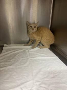 Lynx -  Domestic Short Hair Cat for Adoption in Sorrento, Louisiana - Lynx | PetCurious