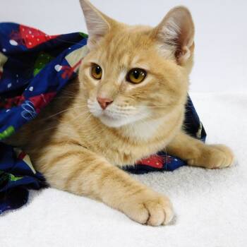Rescue Domestic Short Hair Cats for Adoption in Canton, Illinois - Elmo | PetCurious