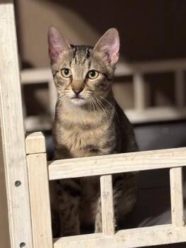 Domestic Short Hair and Tabby Cats Available for Adoption - Mr. Tipper | PetCurious