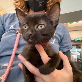 Puppy -  Domestic Short Hair Cat for Adoption in Chicago, Illinois - Puppy | PetCurious
