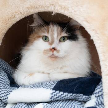 Domestic Medium Hair Cats Available for Adoption in Los Angeles, California - Opal | PetCurious