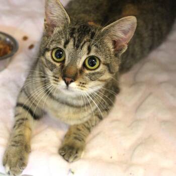 Domestic Short Hair Cats Available for Adoption in Gloucester, Virginia - M & M Trail Mix | PetCurious