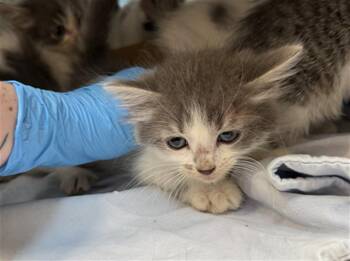 BOO -  Domestic Medium Hair Cat for Adoption in Baytown, Texas - BOO | PetCurious