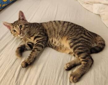 Ziggy Stardust *IN FOSTER -  Domestic Short Hair Cat for Adoption in South Bend, Indiana - Ziggy Stardust *IN FOSTER | PetCurious