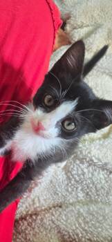 Toulouse -  Domestic Short Hair Cat for Adoption in Medford, Wisconsin - Toulouse | PetCurious