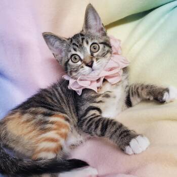Merlot -  Domestic Short Hair Cat for Adoption in Marseilles, Illinois - Merlot | PetCurious