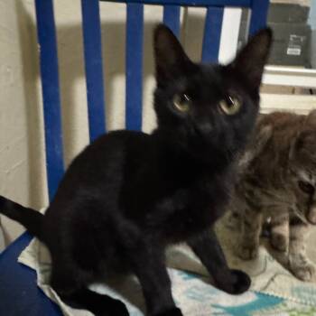 Rescue Domestic Short Hair Cats for Adoption in Portage, Michigan - Regina | PetCurious