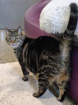 PJ -  Domestic Short Hair Cat for Adoption in Leesburg, Virginia - PJ | PetCurious