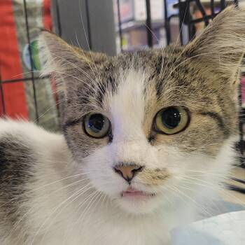 Spotty Dot Dot -  Domestic Short Hair Cat for Adoption in Rochester, Minnesota - Spotty Dot Dot | PetCurious