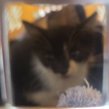 Nissan -  Domestic Short Hair Cat for Adoption in Starkville, Mississippi - Nissan | PetCurious