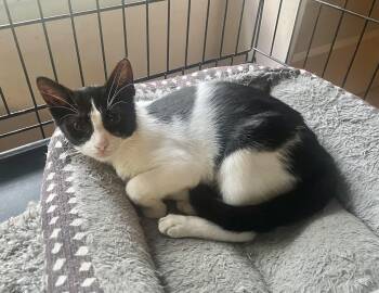 Taylor -  Domestic Short Hair Cat for Adoption in Troy, New York - Taylor | PetCurious