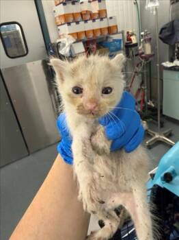 *SAMMY SLIM -  Domestic Short Hair Cat for Adoption in Woodland, California - *SAMMY SLIM | PetCurious